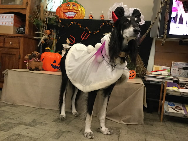 アトラスちゃん