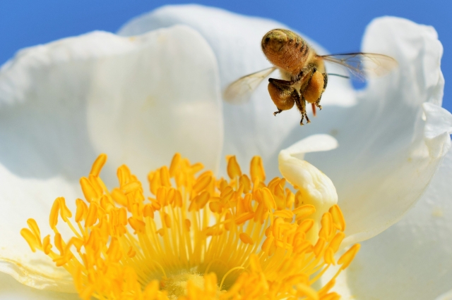 花粉を集めて巣に変えるみつばち