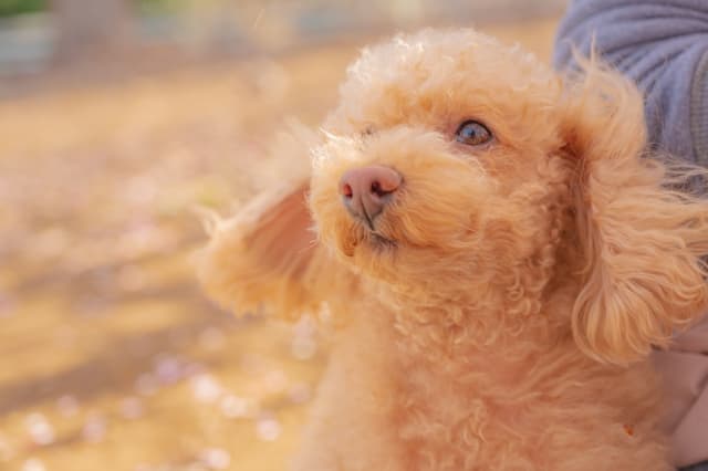 遠くを見つめるトイプードル