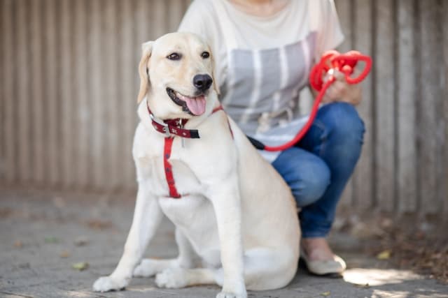 飼い主と散歩する犬
