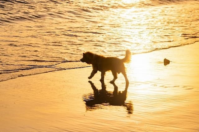 浜辺を歩く犬