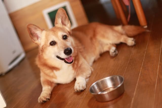 ご飯を待っている犬
