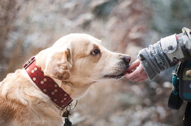 飼い主から餌をもらっている犬