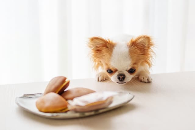おやつを見つめる犬
