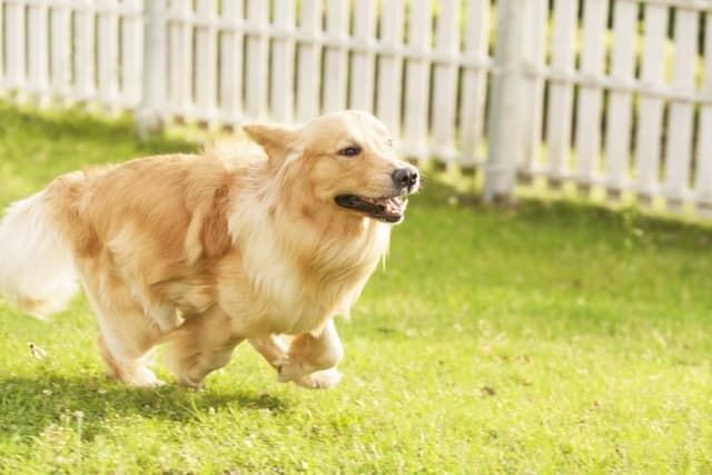ドッグランで走り回る犬