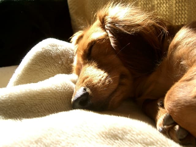 横になっている犬