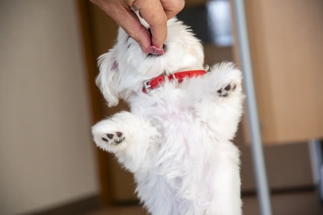 背伸びして食べ物をもらう犬