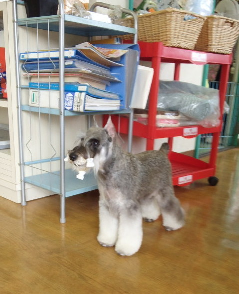 愛犬ルークちゃん