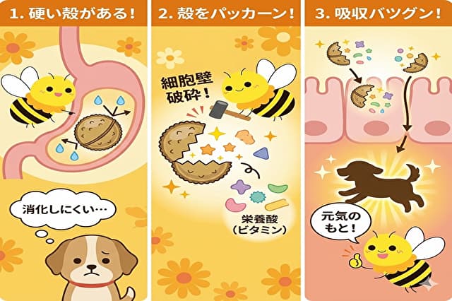 細胞壁破砕をする利点の説明イラスト