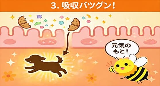 栄養成分が体内に吸収されている