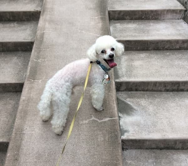 愛犬ぷちちゃん