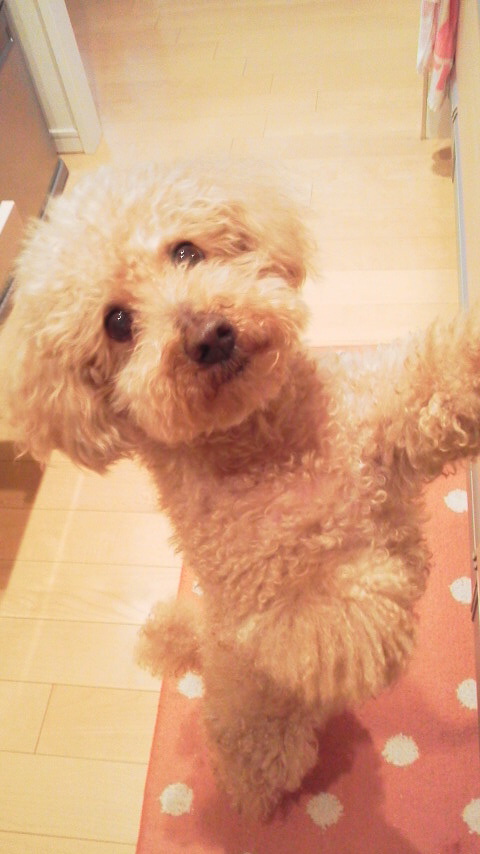 愛犬そらちゃん1