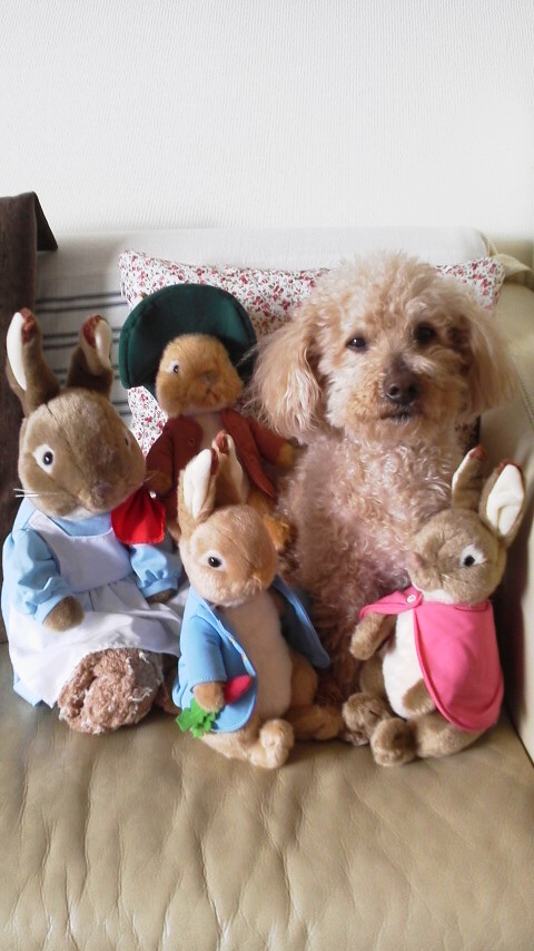 愛犬そらちゃん2