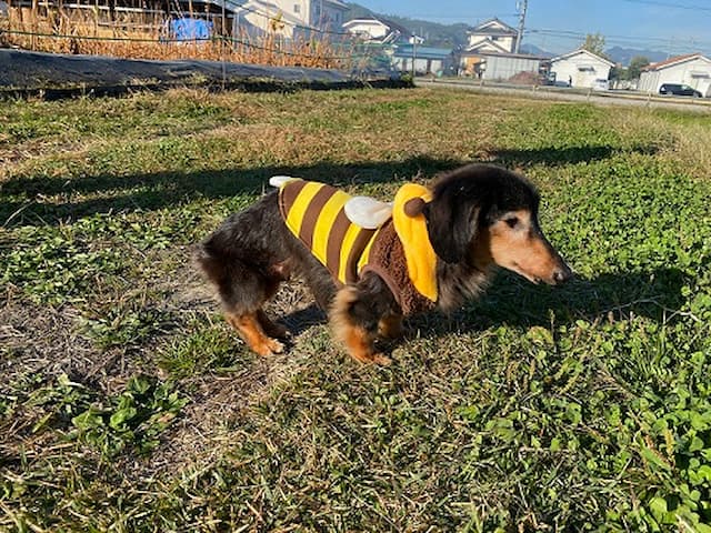 野原を散歩しているとみお君