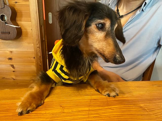 テーブルに前足を置いて立っているとみお君