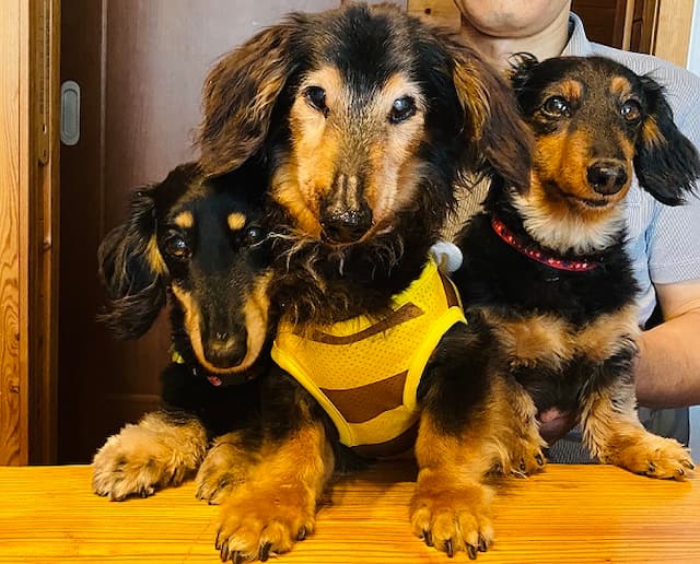 とみお君、ちよみちゃん、なるみちゃん